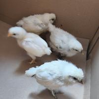 Pulcini gallina moroseta incrociati con livornese