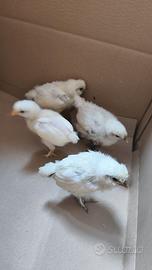 Pulcini gallina moroseta incrociati con livornese