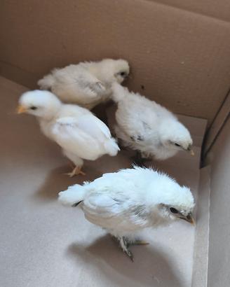 Pulcini gallina moroseta incrociati con livornese