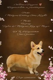 Cucciolata Welsh Corgi Pembroke