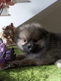 Spitz cucciolo maschio