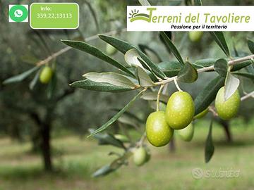 Uliveto con Seminativo 12.000 mq San Severo