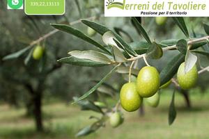 Uliveto con Seminativo 12.000 mq San Severo