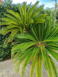 Cycas pianta