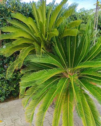 Cycas pianta