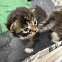 Cuccioli gatto Siberiano ipoallergenico