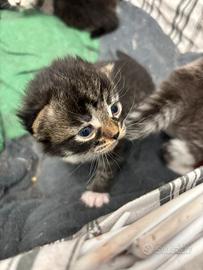 Cuccioli gatto Siberiano ipoallergenico