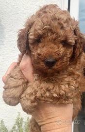 Cucciolata barboncini toy