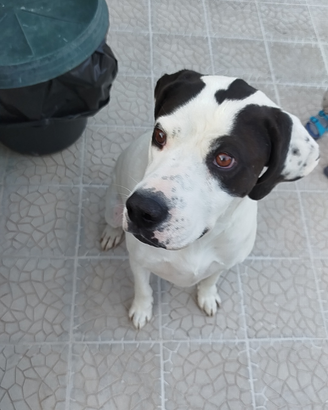 Mix Pitbull