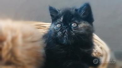 Exotic shorthair e persiani
