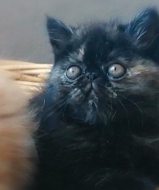 Exotic shorthair e persiani