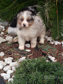 Pastore australiano con pedigree ENCI