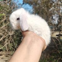 Minilop maschio bianco