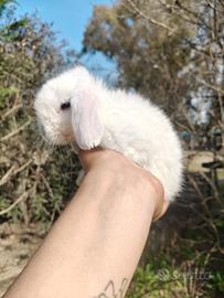 Minilop maschio bianco