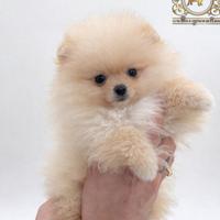 Spettacolari cuccioli Spitz di Pomerania