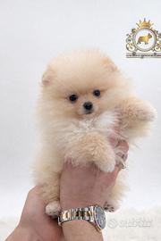Spettacolari cuccioli Spitz di Pomerania
