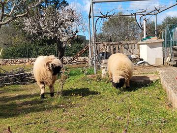 Agnello muso nero del Vallese