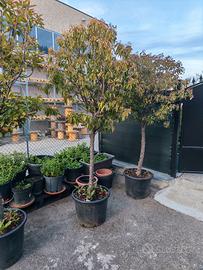 5 piante di Photinia