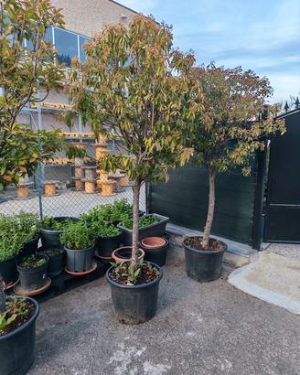 5 piante di Photinia