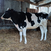 Mucca frisona