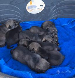 Cuccioli schnauzer nani sale e pepe P.D ROSA ENC