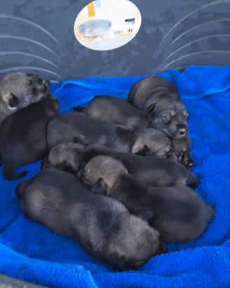 Cuccioli schnauzer nani sale e pepe P.D ROSA ENC