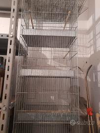 gabbie cova   canarini