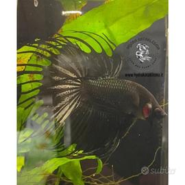 Betta Crowntail Maschi