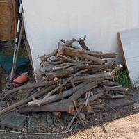 albero di gelsi bianco 