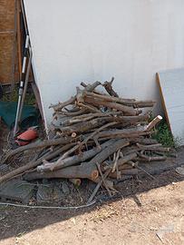 albero di gelsi bianco 
