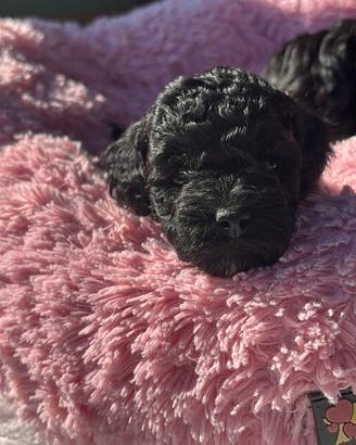 Barboncino toy total black