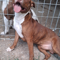 Drake e sorella 20mesi Pitbull buoni,URGE COSENZA