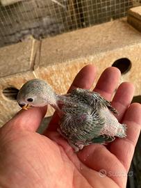 Inseparabili allevati a mano-Agapornis Roseicollis