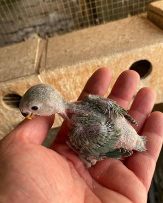 Inseparabili allevati a mano-Agapornis Roseicollis