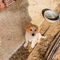Cuccioli Labrador