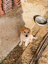 Cuccioli Labrador