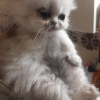 Ultimo maschietto chinchilla