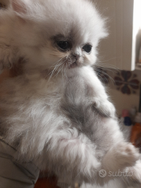 Ultimo maschietto chinchilla