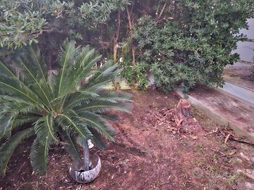 Cycas revoluta 20 anni