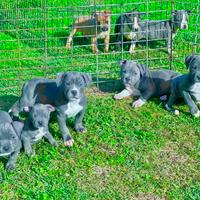 Amstaff blu occhi blu pedigree enci