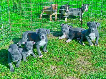 Amstaff blu occhi blu pedigree enci