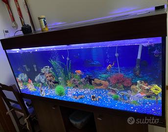 Acquario 200 liri
