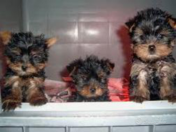 Yorkshire mini toy Animali In vendita a Roma