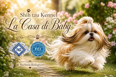 Cuccioli di Shih Tzu