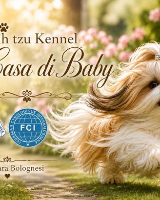 Cuccioli di Shih Tzu