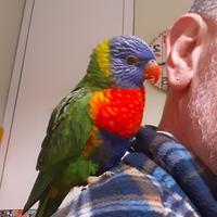 Pappagallo lori arcobaleno