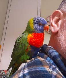 Pappagallo lori arcobaleno