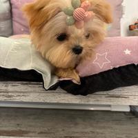 Maltipoo coreano mini