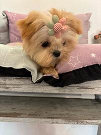 Maltipoo coreano mini