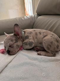 CUCCIOLO DI BULLDOG FRANCESE ESOTICO